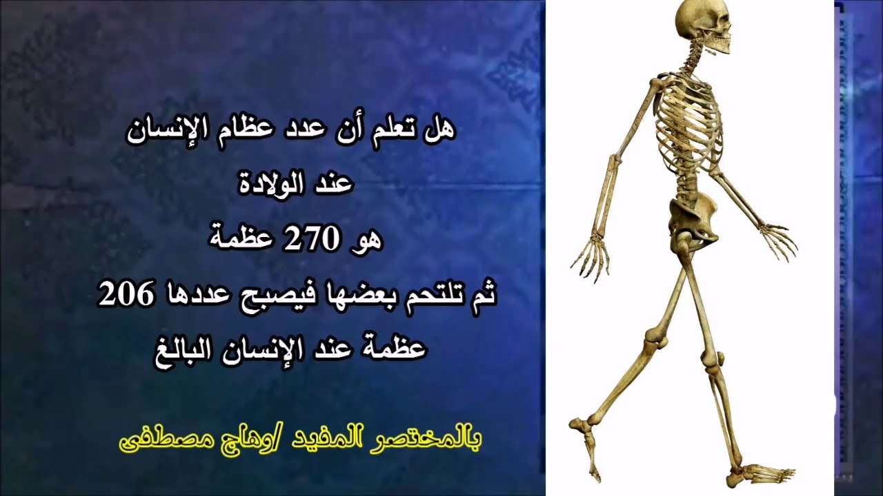 عدد عظام الانسان