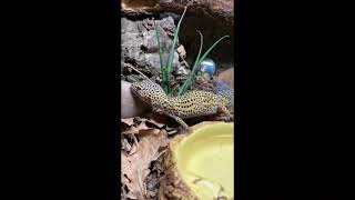 my leopard gecko going back to her cave for 54 seconds