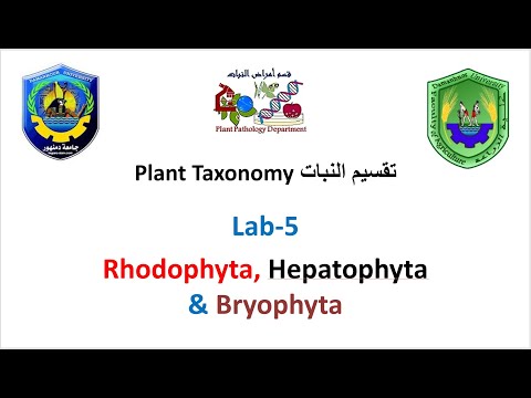 فيديو: ماذا يعني Hepatophyta؟