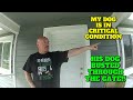 Big Dog Attacks Little Dog - Bradenton, Florida - June 24, 2023