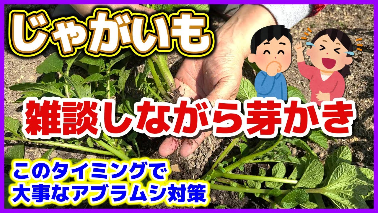 【雑談多め】じゃがいもの芽かき／芽欠きのやり方／アブラムシ対策（モザイク病対策）を始める時／ジャガイモ栽培／家庭菜園