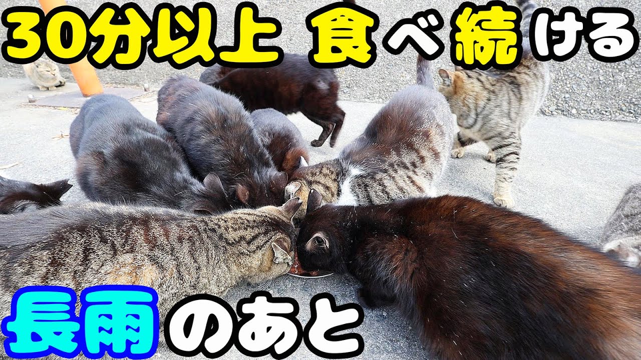 長雨のあとにたくさんの猫たちにご飯をあげると・・・ さくらねこと野良猫へのエサやり