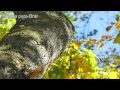 Hermosas melodías instrumentales para orar, Música para orar