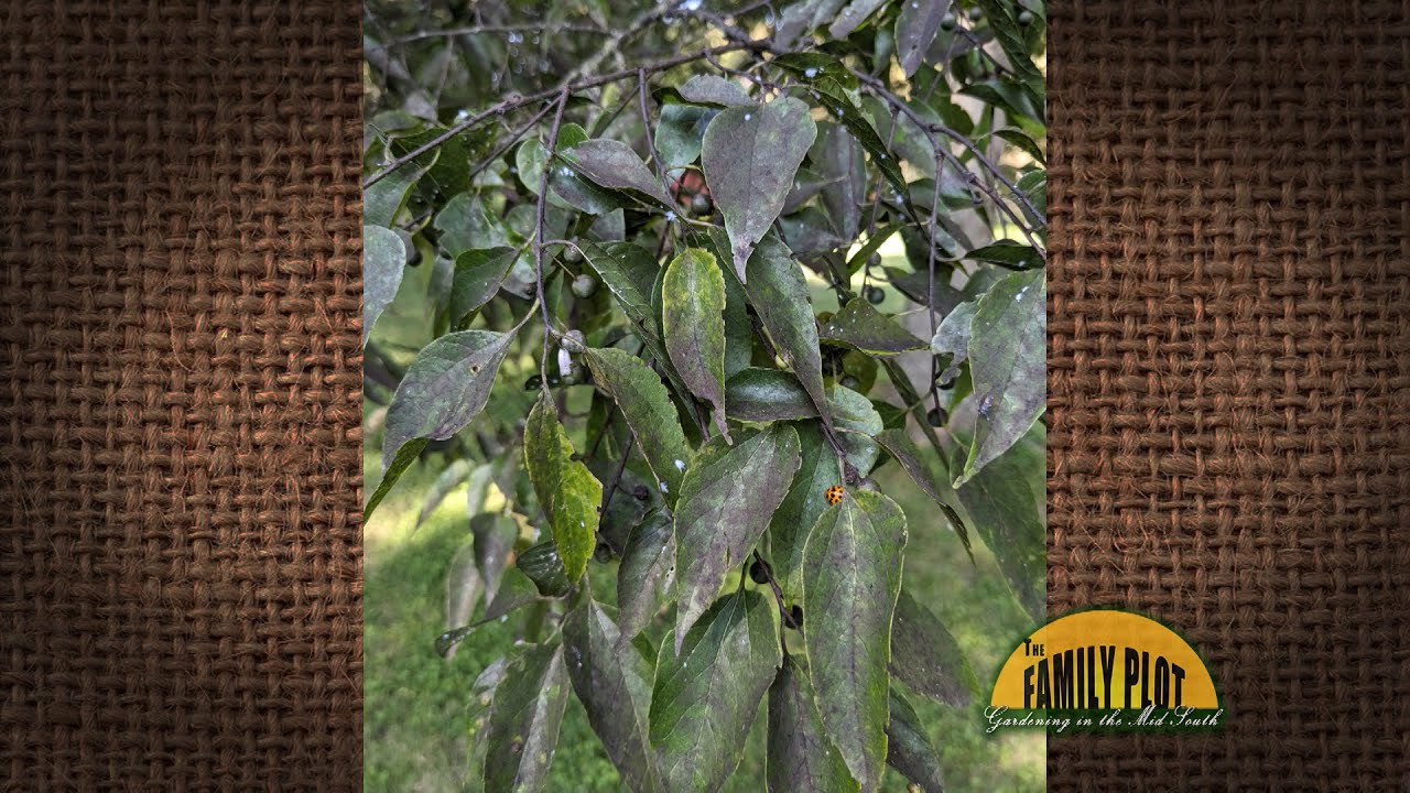 Q&A – What is this black soot on my hackberry tree’s leaves?