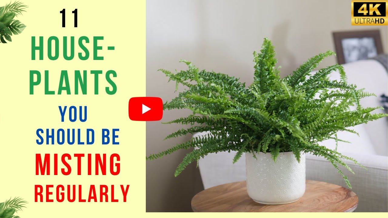 11 комнатных растений, которые следует регулярно опрыскивать