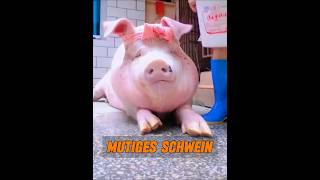 Ein Mann Rettete Ein Schwein, Und Das Veränderte Sein Leben.