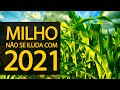 MILHO: NÃO SE ILUDA COM 2021!