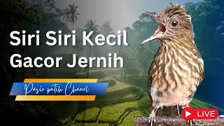 Masteran siri siri kecil gacor jernih cocok untuk masteran dan pikat