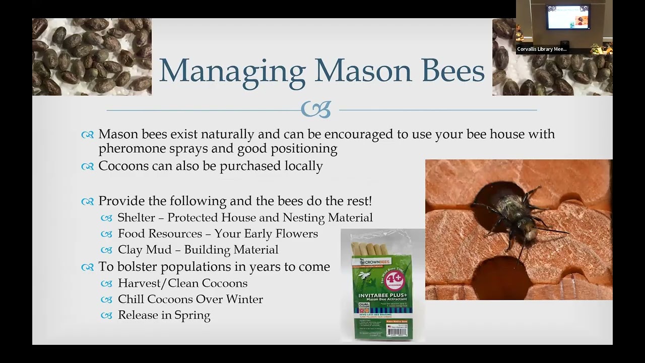 Harbingers of Spring - Blue Orchard Mason Bees and Early Flowering Plants