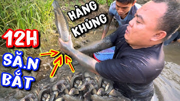 Thánh Xàm miệt mài bắt cá giữa đồng ruộng không ngờ hốt trọn được ổ cá lóc to