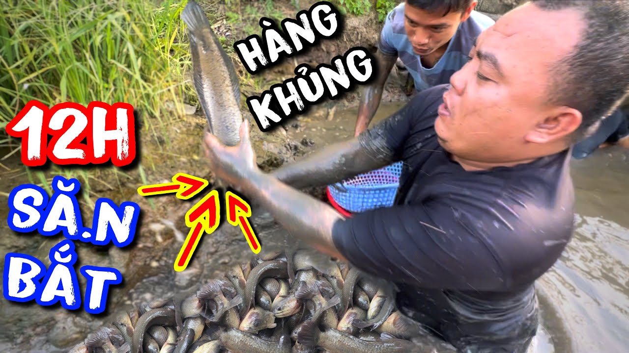 Thánh Xàm miệt mài bắt cá giữa đồng ruộng không ngờ hốt trọn được ổ cá lóc to