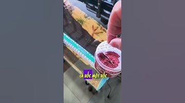 Nuôi cá đĩa cũng dễ mà #camnangcacanh #cadia #bethuysinh #cacanh #viral