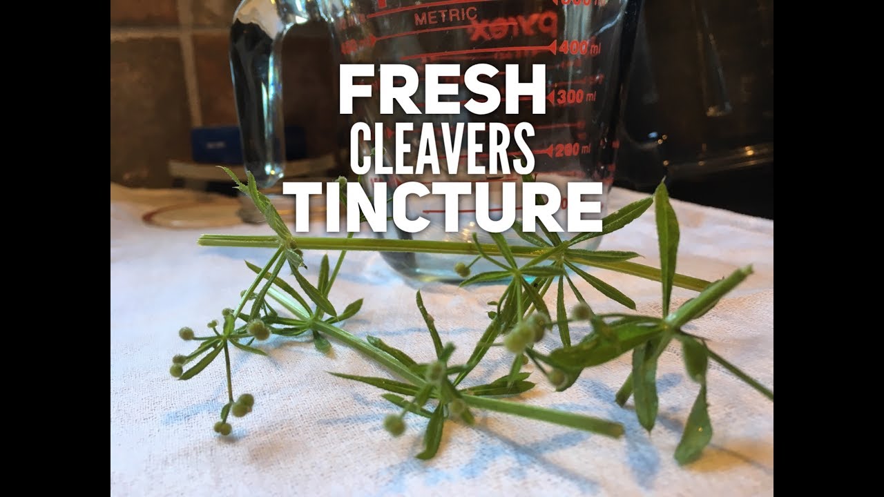 HERBAL BASICS Medicine Making Making Fresh Cleavers Tincture