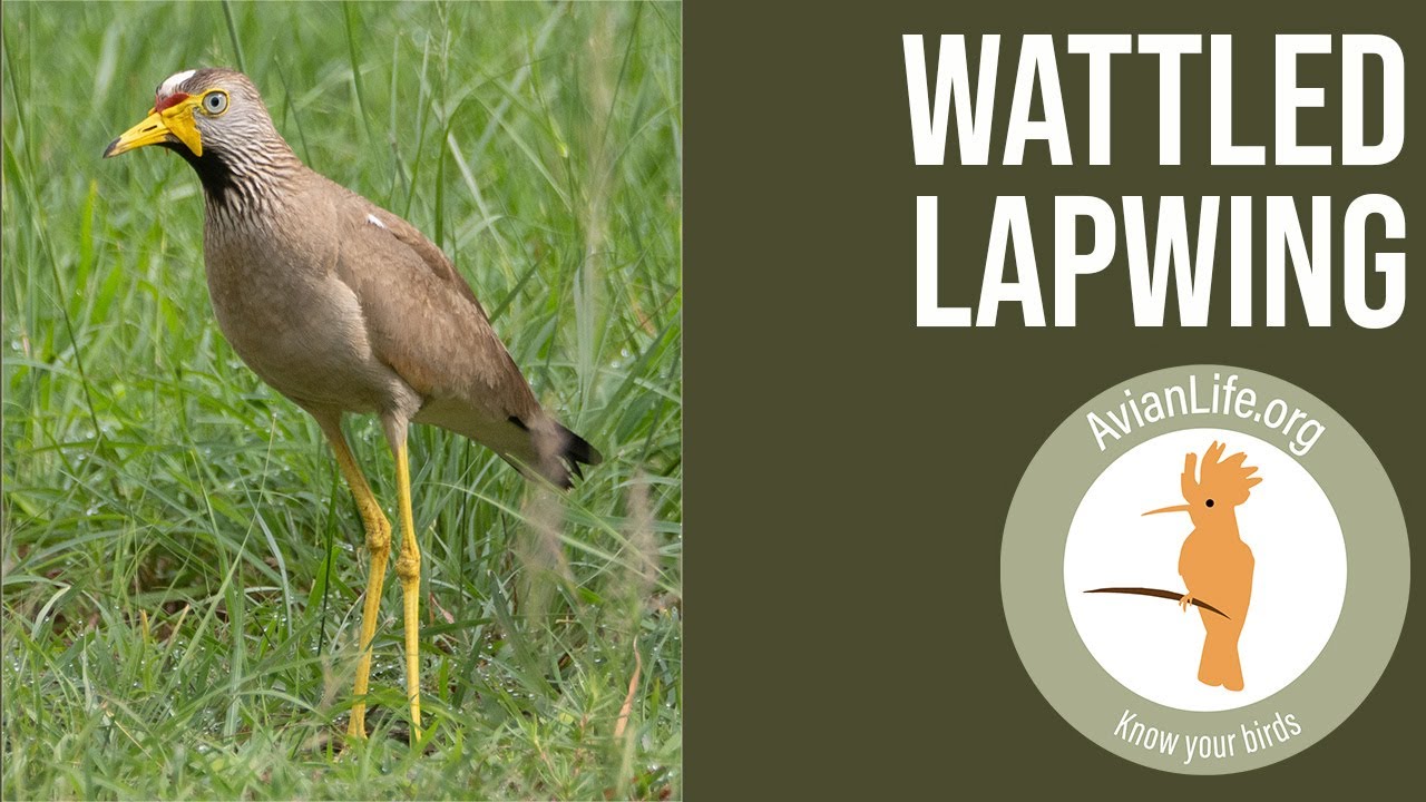 Wattled Lapwing - Vanellus senegallus