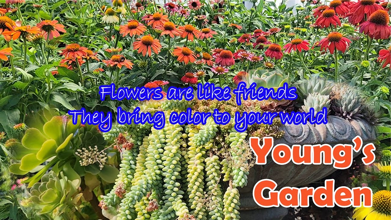 YOUNG'S GARDEN CENTER / Roseburg Oregon Nursery YouTube