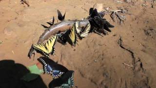 Carnivorous Scavenger Butterflies Eat a Fish "Puddling"