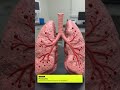 The Last Receipt Explained Why Her Lungs Refused To Move