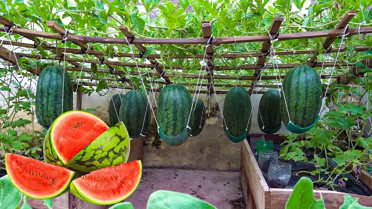 Beginner's Guide Grow Big & Sweet Watermelons In bag with only soil 🍉
