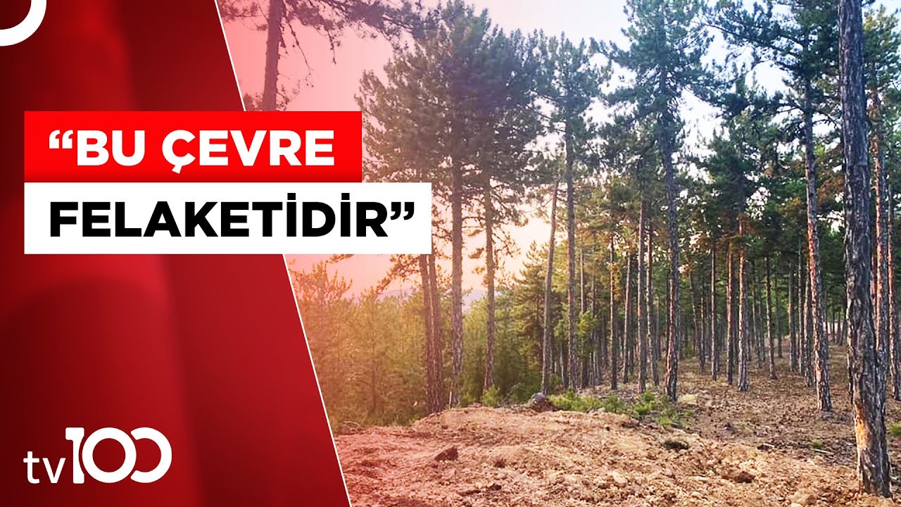 Murat Dağı'nda 190 Bin Ağaç Kesilecek | Tv100 Haber