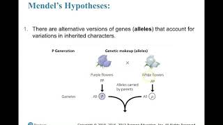 Mendel's Hypotheses
