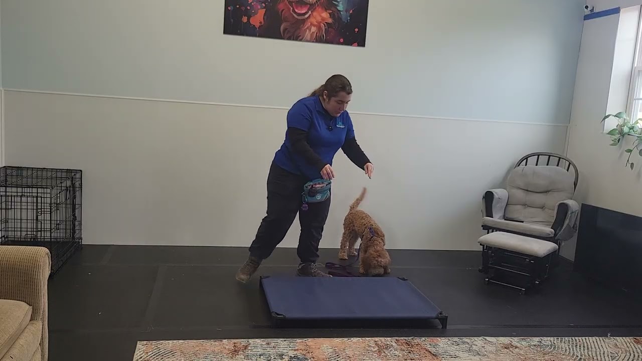 Lucy the Goldendoodle | Board & Train Week 1 Recap | Attention, Basics, Place & Potty Bells |