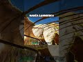 Нашел редчайшего единорога в ARK! #ark #arksurvivalevolved #gaming