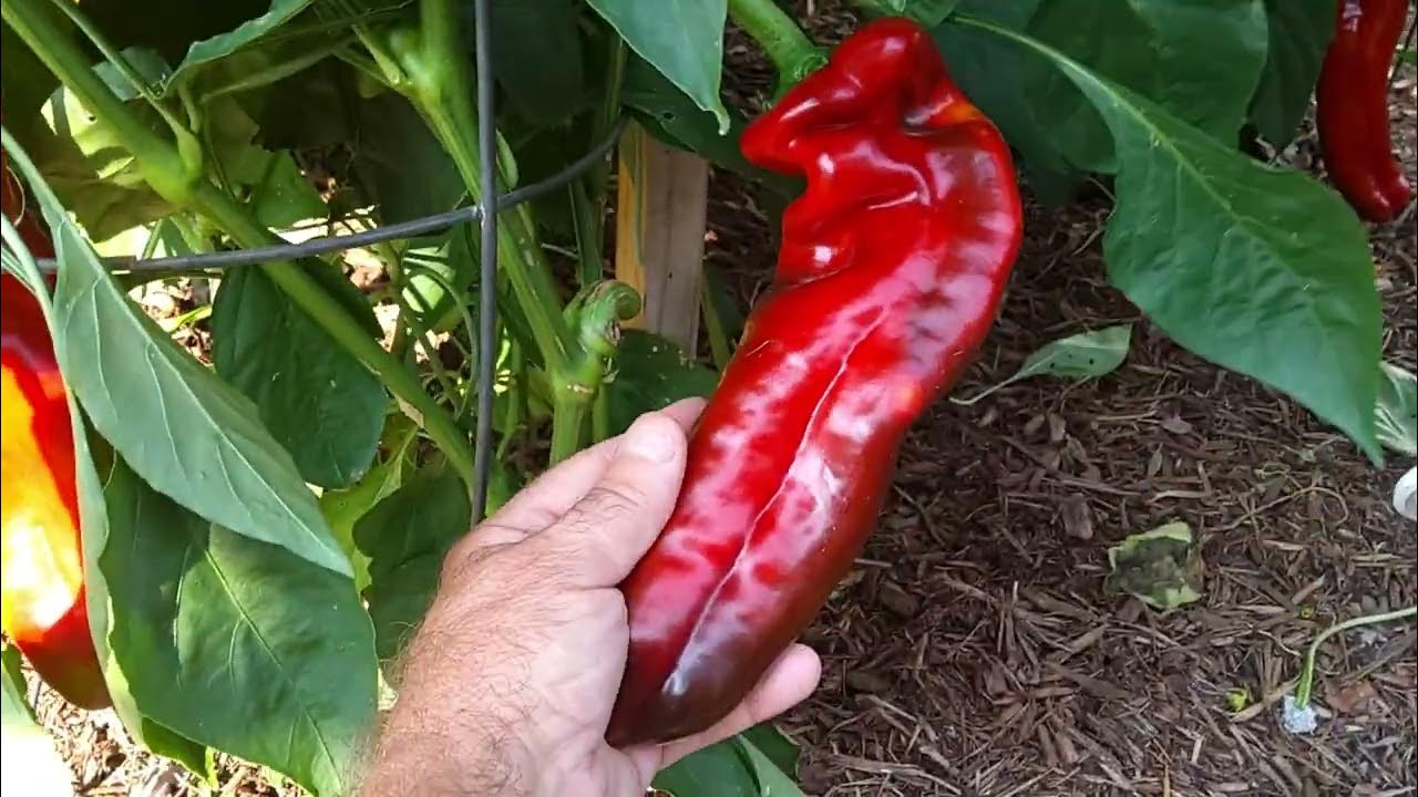 Giant Marconi pepper forest over 7 ft tall Sept 15 2022 YouTube
