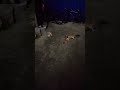 Cute Cat Funny Real Short video free public views free public like free public Subscribe #funnycute