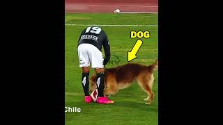 Player Vs Animal + Him 😎