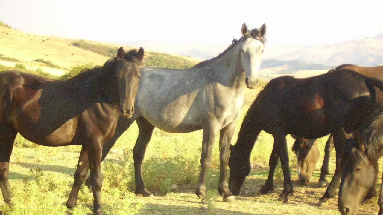 Una lezione di storia sul Cavallo Siciliano Indigeno