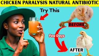 Natural CURES to ALL TYPES of CHICKEN PARALYSIS | 100% Prevention & Recovery