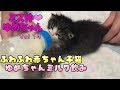 【子猫 保護14】ふわふわ赤ちゃん子猫ゆめちゃんのミルク飲み【cute kitten 14】