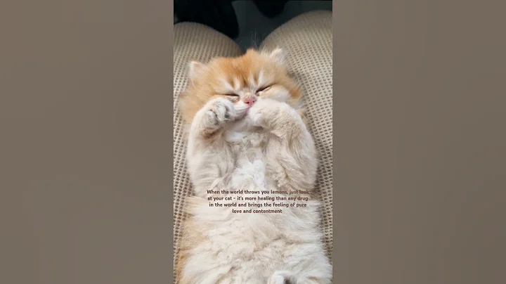 Watch the video about Cat Therapy. Chocolate Tipped Golden British Longhair Kitten #kittten #britishshorthair