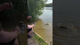 Chester lakes specimen lake carp fishing 🎣 #Fishing #carpfishing #carping #camping #outdoors