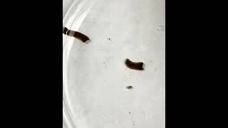 Regeneration In Planaria Dugesia