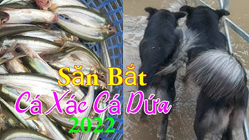 Săn Bắt Cá Xác Cá Dứa Mùa Nước Nổi 2022 / Ẩm Thực Ven Sông Quán / Kiềm Rapper