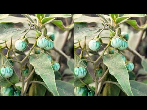 Video: Calotropis Procera: Kiwanda cha Matumizi Mengi