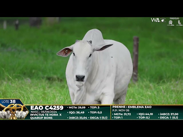LOTE 38