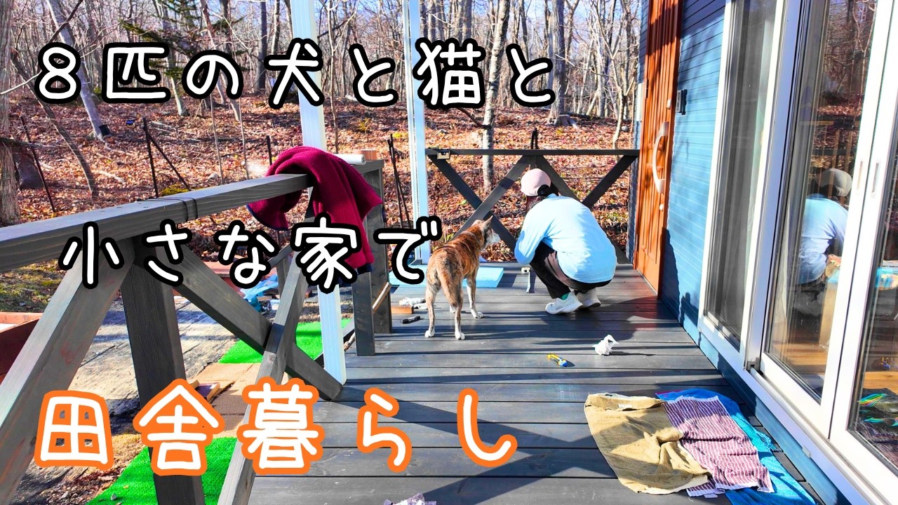 The second stray cat hut has been completed / What made me happy