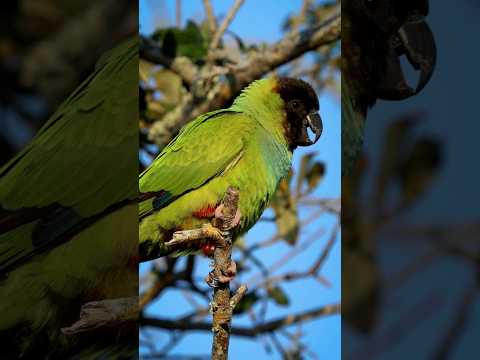 Hear These Cute Nanday Parakeet Sounds