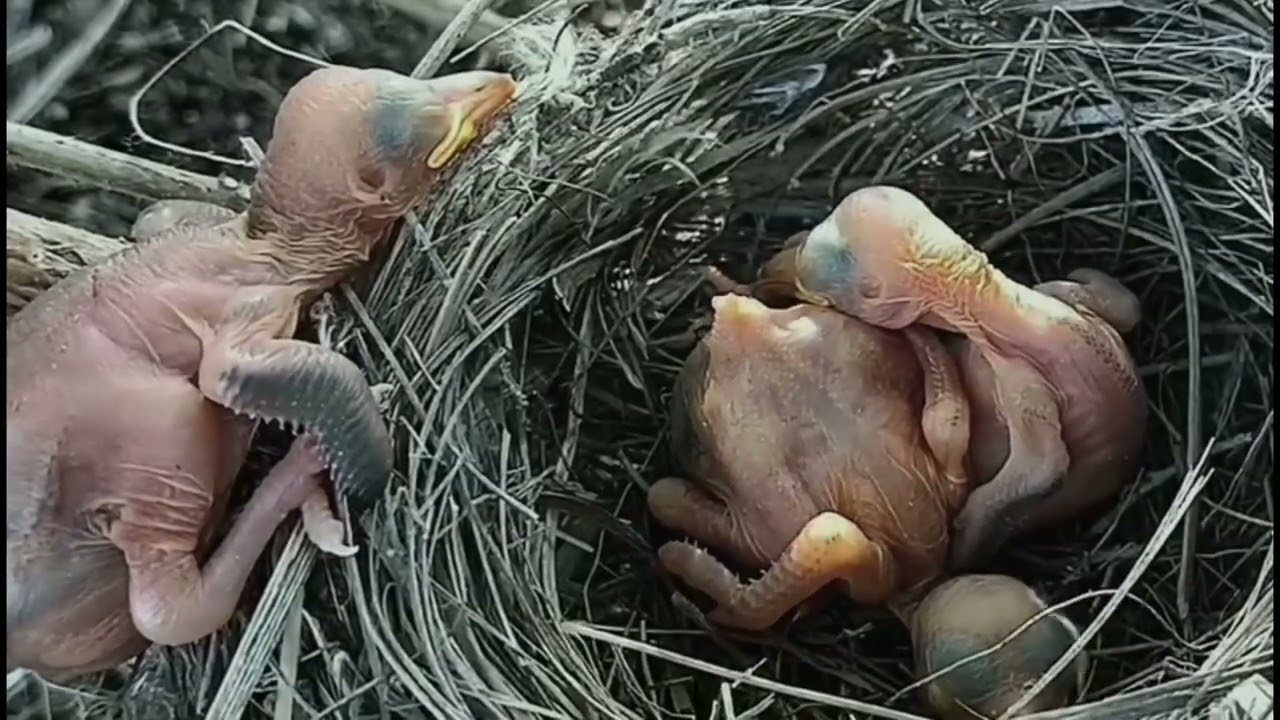 anak kedasih jahat!!!..Anak Kedasih Lain Kena Karma