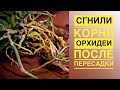 Сгнили корни у орхидеи после пересадки. Почему так происходит?