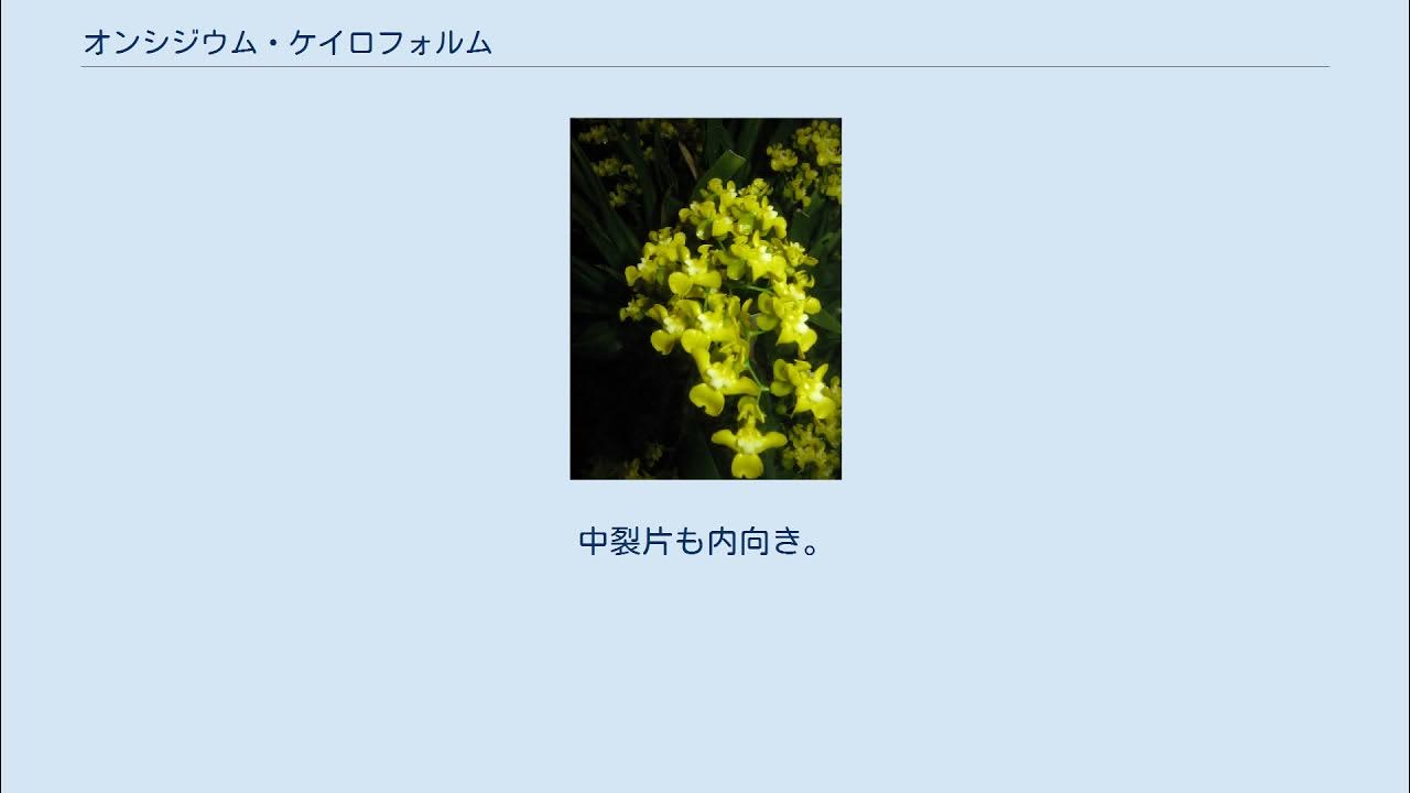 オンシジウム・ケイロフォルム YouTube