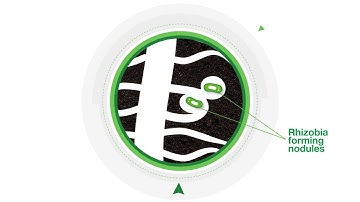 BASF Inoculants   ̶  Maximizing soybean yield with HiCoat® Super and HiStick®