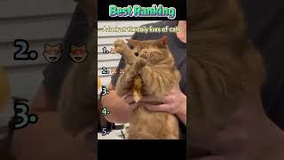 My cat says this is AI.#foryou #cat #funny #funnytiktok #funnycats #cute #hahaha
