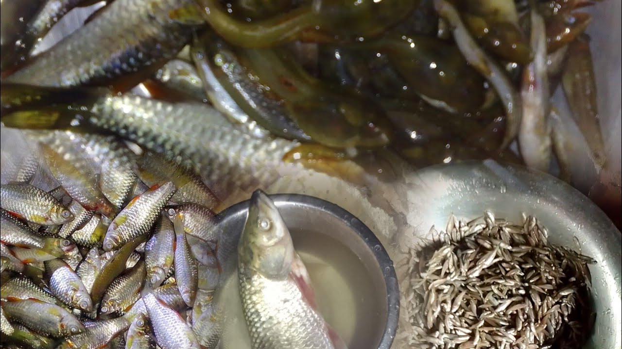 Mynta ka sngi ngan shet noh da ka doh lun pnar vlog 🤤🤤