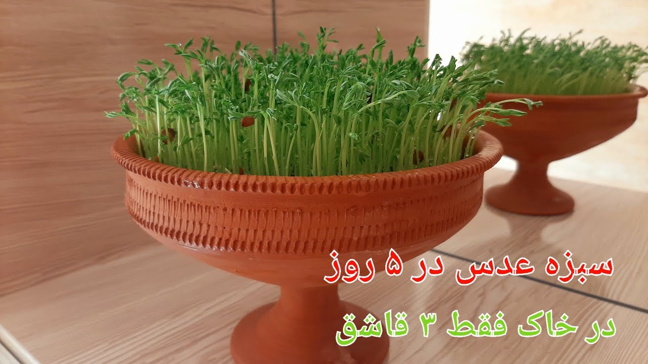 آموزش کاشت سبزه عدس /سبزه عدس فوری /سبزه عدس_green lentils🌱