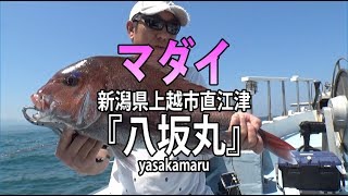 八坂丸・新潟県直江津港・マダイ【オフショアマガジン】