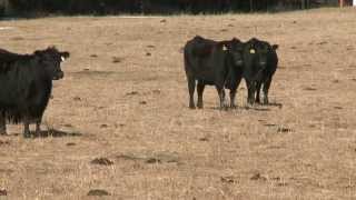 Cow Nutrition - Rick Rasby - February 6, 2015