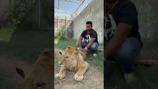 Lion King  Of The Just lion animals tiger phonkagressive